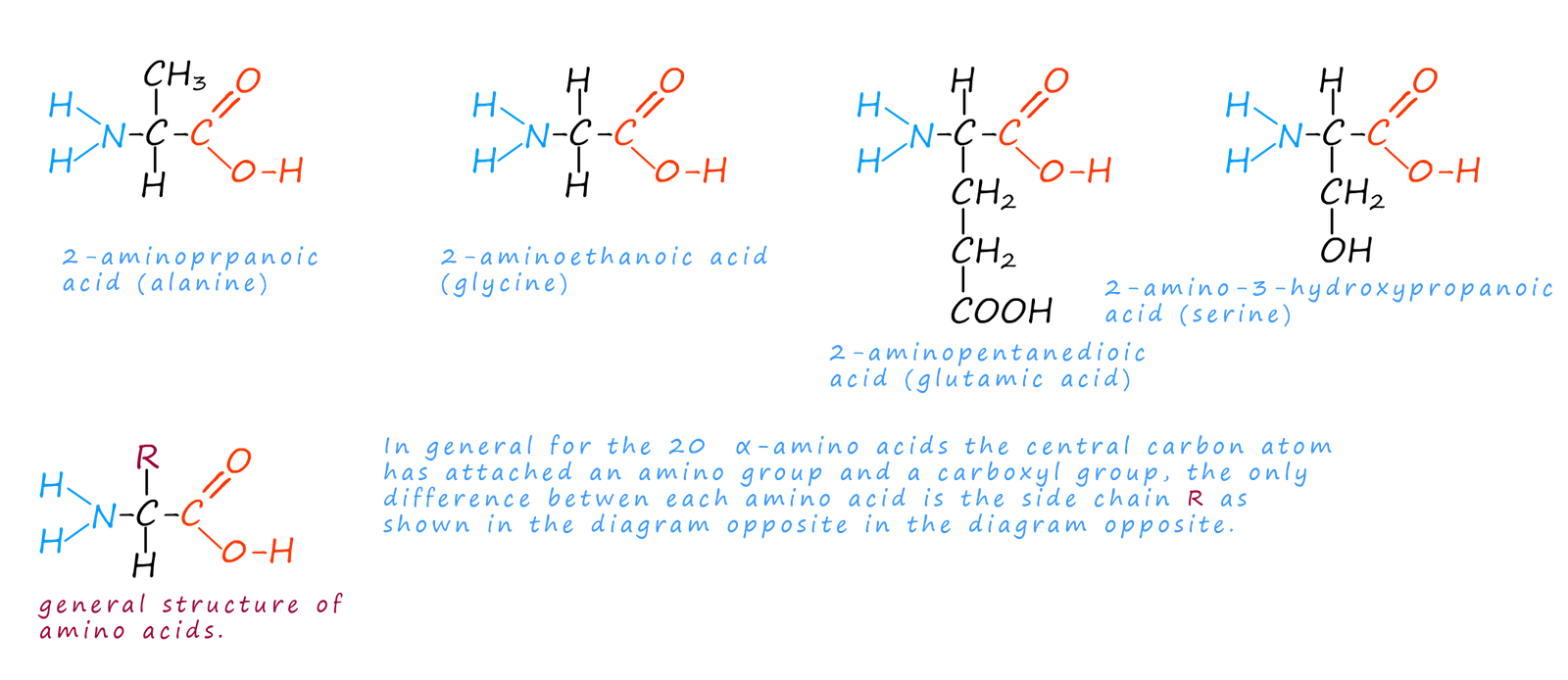 The amino acids alanine and glycine